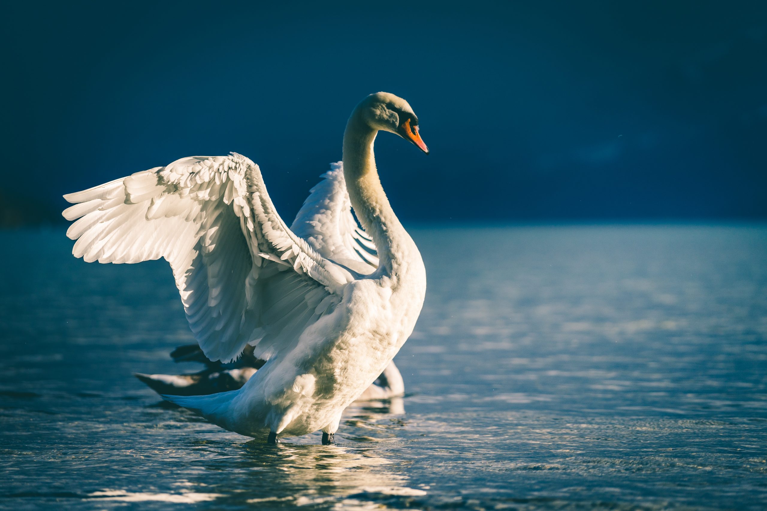 a swan in a lake